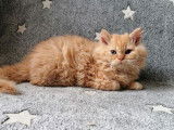 4 chatons Selkirk Rex LOOF à acheter
