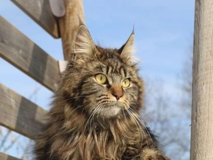 Disponible à la vente : une chatte bringée Maine Coon LOOF de 2 ans