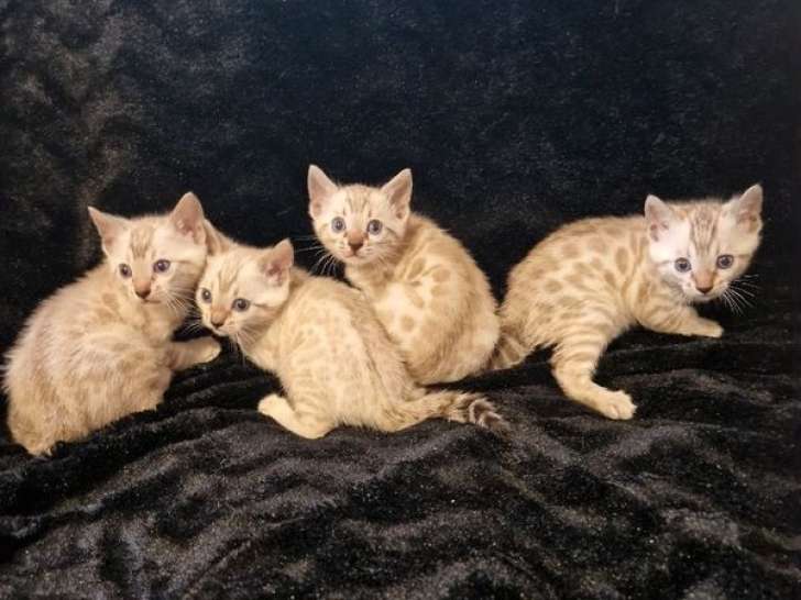 4 chatons Bengals LOOF de 2 mois à réserver