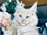 Chaton mâle Maine Coon crème fumé LOOF à réserver