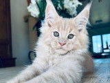 Chaton mâle Maine Coon crème fumé LOOF à réserver