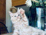 Chaton mâle Maine Coon crème fumé LOOF à réserver
