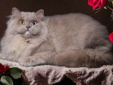 Chat British Longhair mâle gris LOOF disponible pour saillie