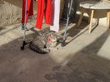 Recherche chat mâle pour saillie