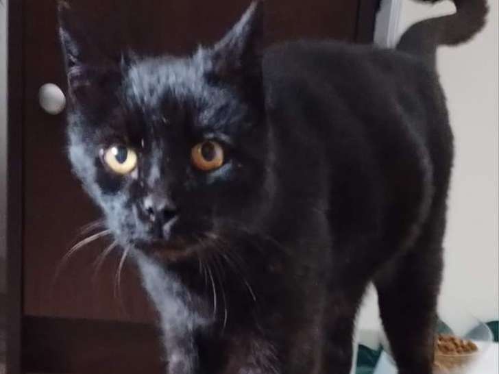 À adopter : chat noir de 10 ans