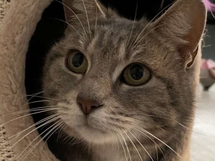 Disponible à l'adoption : chatte tigrée grise de 8 ans