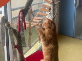 À la recherche d'un foyer : chat tigré roux de 2 ans