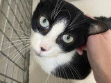 Adoption disponible : chat noir et blanc de 7 ans
