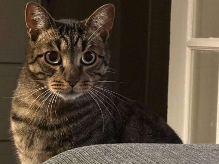 Chat tigré gris de 3 ans prêt pour l'adoption