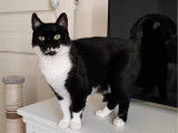 Chatte noire et blanche de 5 ans en attente d'une famille