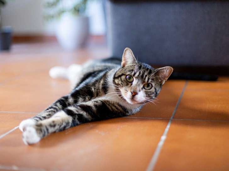 Chat tigré âgé de 3 ans en quête d'un foyer bienveillant