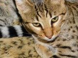chaton male Zawadi