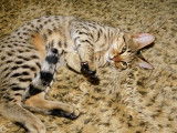 Magnifiques chatons Savannah disponibles