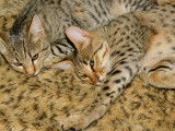 Magnifiques chatons Savannah disponibles