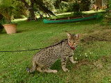 Magnifiques chatons Savannah disponibles