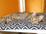 Magnifiques chatons Savannah disponibles