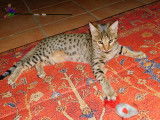 Magnifiques chatons Savannah disponibles