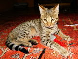 Magnifiques chatons Savannah disponibles