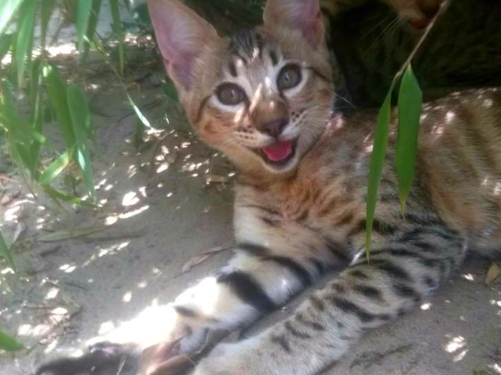 Magnifiques chatons Savannah disponibles