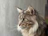 Mâle Maine Coon LOOF disponible pour saillie