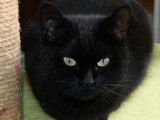 À la recherche d'un foyer :  chatte noire de 8 ans