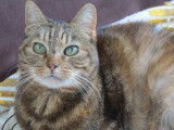 Chat femelle tigré de 7 ans cherche un foyer