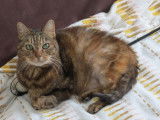 Chat femelle tigré de 7 ans cherche un foyer