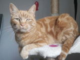 Chat roux d'un an, disponible à l’adoption