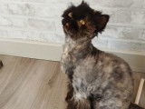 À adopter : chatte Angora écaille de tortue de 4 ans