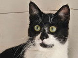 À la recherche d'un foyer : chatte noire et blanche de 1 an