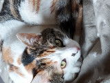 Adoption : chatte âgée de 1 an