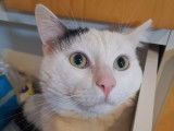 Disponible à l'adoption : chat blanc avec marque noire âgé de 4 ans