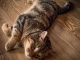À la recherche d'un foyer convivial : chat tigré gris Européen âgé de 3 ans