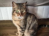 À la recherche d'un foyer convivial : chat tigré gris Européen âgé de 3 ans