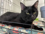 Chat noir d’un an disponible à l'adoption