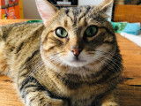 Chat tigré gris Européen de 5 ans prêt pour l’adoption