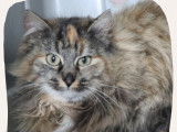 Chaton femelle Européen tricolore de 10 mois en attente d'un foyer