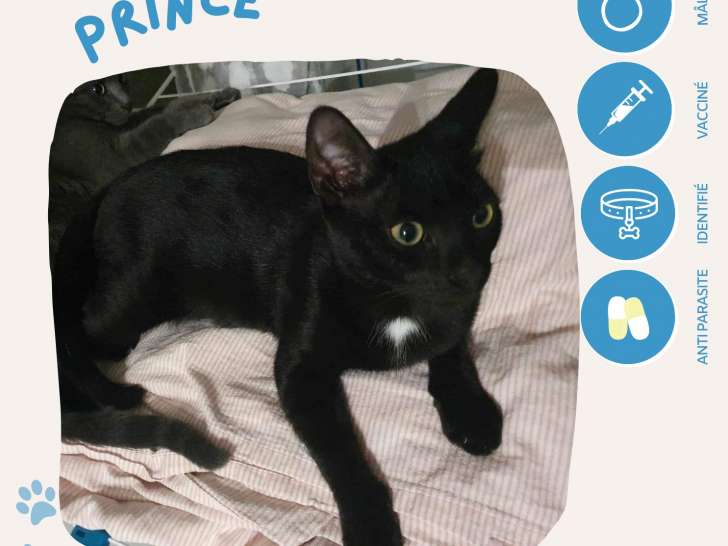 Chaton mâle noir de 6 mois en quête d’une famille accueillante