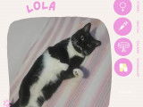 À adopter : chatte noire et blanche de 3 ans