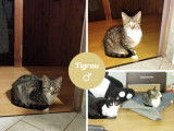 Disponible à l'adoption, chaton mâle tigré blanc et gris de 7 mois