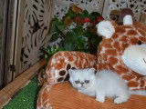 A vendre mâle  Exotic Shorthair silver shell ou chinchilla