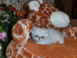 A vendre mâle  Exotic Shorthair silver shell ou chinchilla