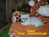 A vendre mâle  Exotic Shorthair silver shell ou chinchilla