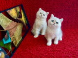 Chatons Exotic Shorthair chinchilla LOOF sant&eacute;/beaut&eacute; garantie