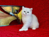 Chatons Exotic Shorthair chinchilla LOOF sant&eacute;/beaut&eacute; garantie