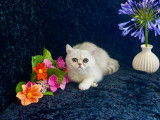 Chatons Exotic Shorthair chinchilla LOOF sant&eacute;/beaut&eacute; garantie