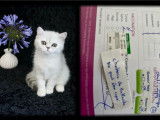 Chatons Exotic Shorthair chinchilla LOOF sant&eacute;/beaut&eacute; garantie
