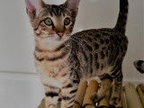 Chaton de race Savannah à vendre