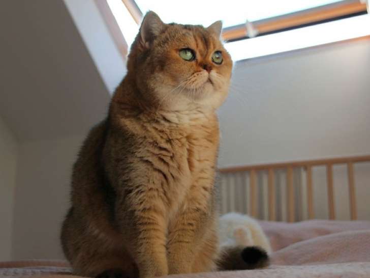 Une chatte Scottish Straight golden de 6 ans disponible (LOOF)