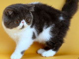 2 chatons Exotic Shorthair disponibles à la vente (LOOF)